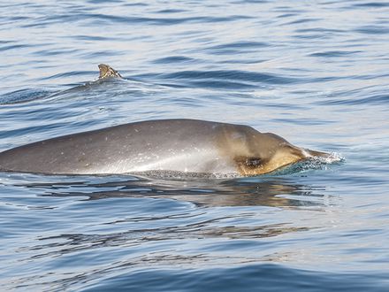 Beaufort O y las ballenas flotantes