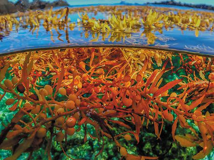Tropicalización e invasiones 