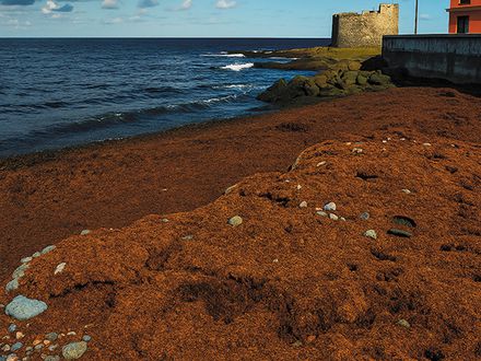 Un alga sin invitación
