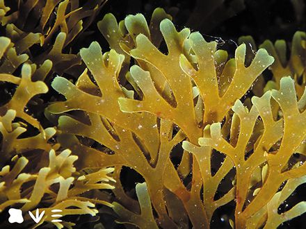 Un alga sin invitación