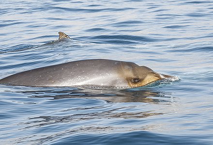 Beaufort O y las ballenas flotantes