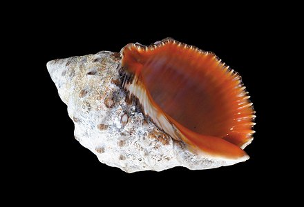 Gasterópodos marinos de Lanzarote