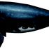 Desafíos ocultos           para la recuperación de Ballenas Francas del Atlántico Norte