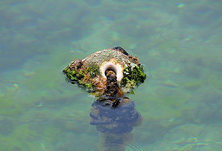 LA FAUNA EN LAS BOYAS MARINAS