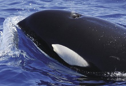 ORCAS FRENTE A LANZAROTE