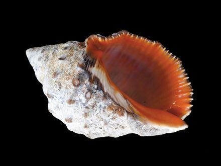 Gasterópodos marinos de Lanzarote